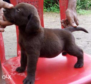 Chocolate Labrador Puppy for sale