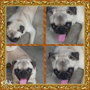 Collage Photo Of Fawn Pugs