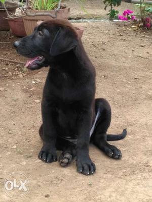 Cross labrador female 2 month old for sale