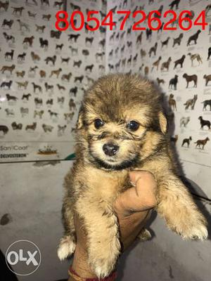 Culture pom male -rs only serius buyers call