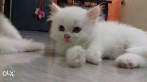 Cute persian kittens.for.sale 45 days old