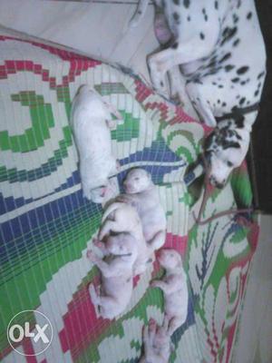 Dalmatian female Pupies