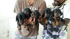 Dash hound puppies available in honey petzone