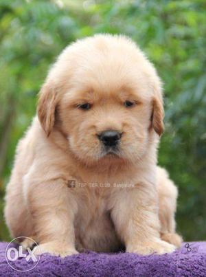 Delhi saket golden retreiver puppies available IN DELHI