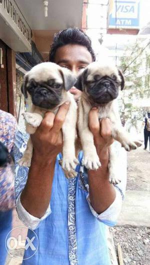 Dhinchak Quality Pug pups super active available