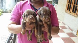 Doberman Female  all over India delivery
