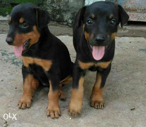 Doberman female Puppies for selll