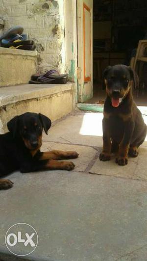 Doberman female puppies available male 