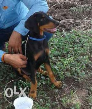 Doberman male for sale with KCI 3months old 1st