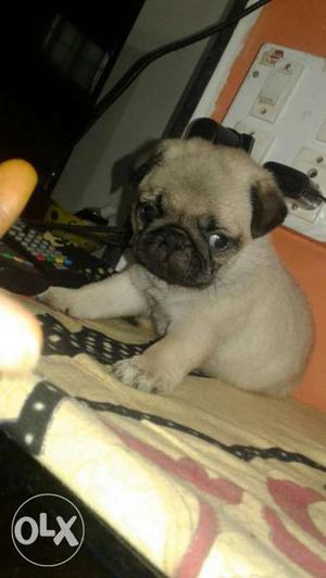 Double bonus pug male puppy available punch face