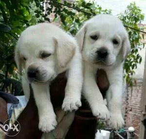 Excellent quality Labrador pups starting price 14k