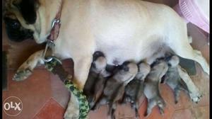 Fawn Pug Dog With Puppies
