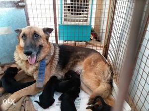 Female Black And Tan German Shepherd With Puppy Litter