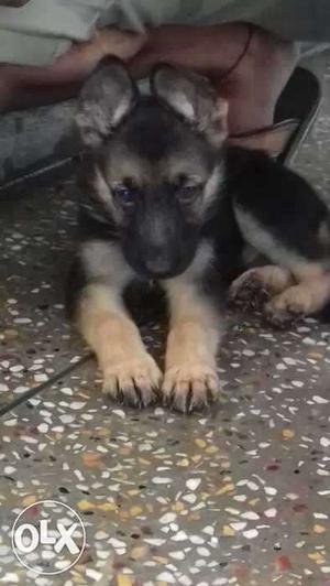 Female german shepherd puppy