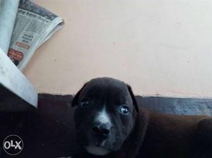 Female pitbull 1month old very active dog...