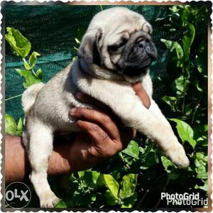 Female pug at .i have All different kinds of