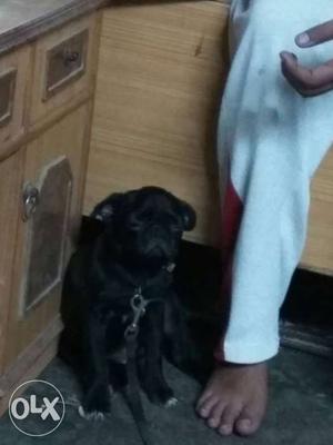 Female pug pure breed 4 month old