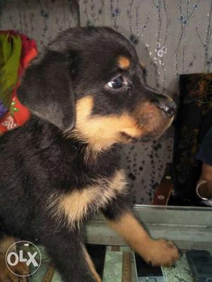Female's pure rottweilers puppies