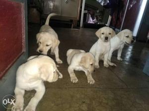 Five Yellow Labrador Puppies
