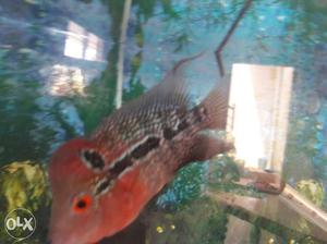 Flowerhorn high breed very active