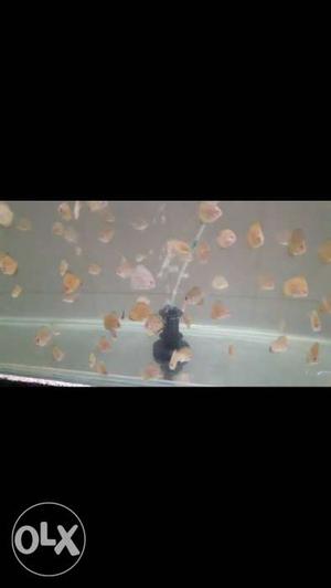 For Sale Discus Babies of Eruptions and Red checkerboard