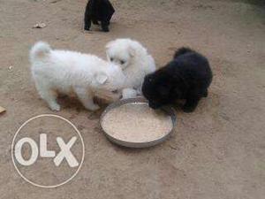 Four Black And White Indian Spitz Puppies