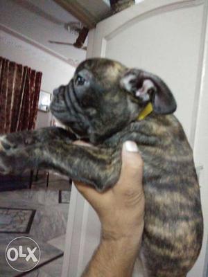French bull dog male pup