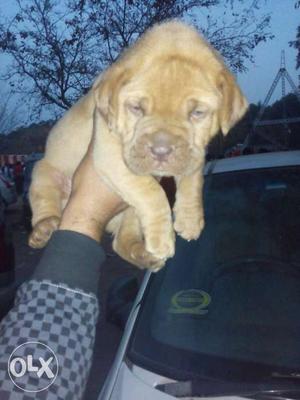French mastiff dogs for sell puppy available
