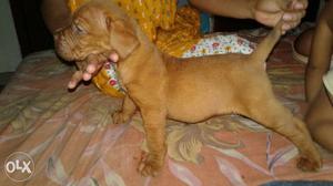 French mastiff female puppy one vaccination done.