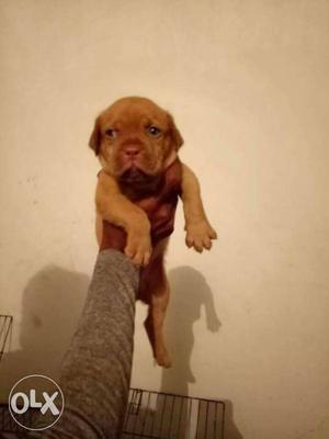French mastiff pups male n female for sale pure
