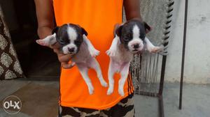Frnch bulldog 5 male and 1 female for sale