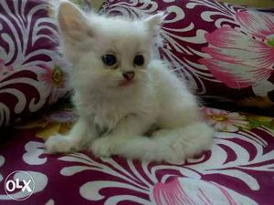 Fur Kittens Arabic Persian Cat White, Black, Dark