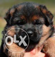 GERMAN SHEPHERD Male Puppies Available Pure Breeds
