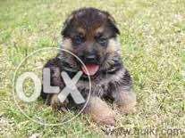 GERMAN SHEPHERD Male Puppies Available Pure breed
