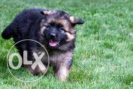 GERMAN SHEPHERD Puppies Available Pure Breeds