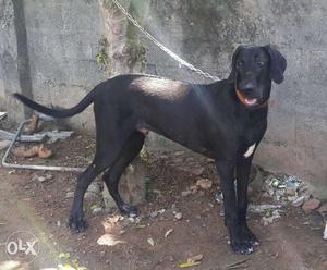 GREAT DANE black dog 15 month old
