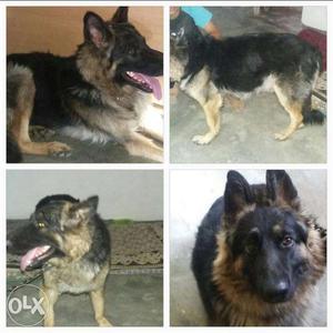 German Shepard female double coat pure breed -14 months old