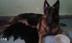 German Shepard puppys Whith good lineage with