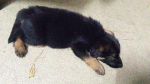 German Shepherd 40 Days old Male Puppy for Sale.