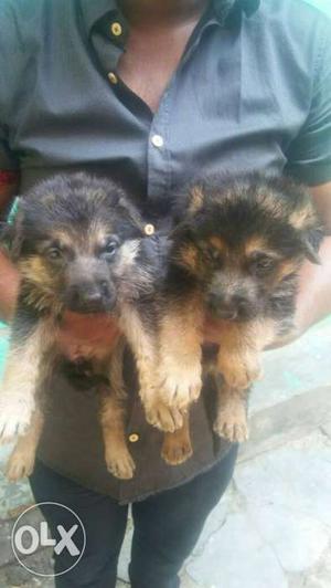 German Shepherd Pup Sale At Punjab Pets Junction 7OI63