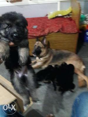 German Shepherd Puppies