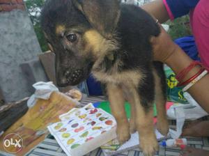 German Shepherd Puppy