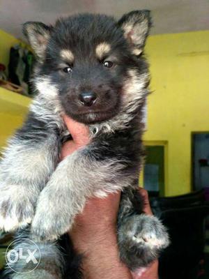 German Shepherd double coat puppies female sell