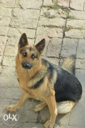 German Shepherd femail sale or exchange