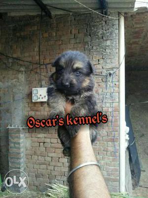 German Shepherd full heavy puppy sell at Oscar's