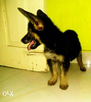 German Shepherd puppy