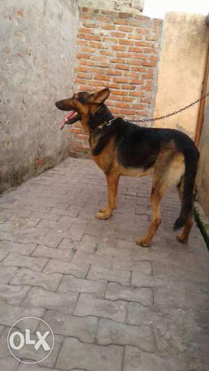 German shefad dog mast breed full active 2 year