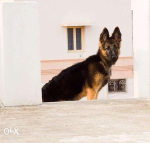 German shepherd Female 6 months old for sale