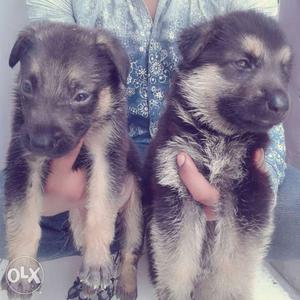 German shepherd available for sale male  Female 