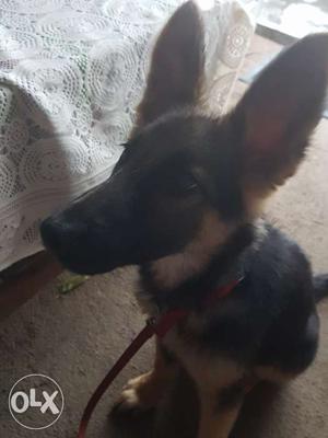 German shepherd dog female 4 months for sale